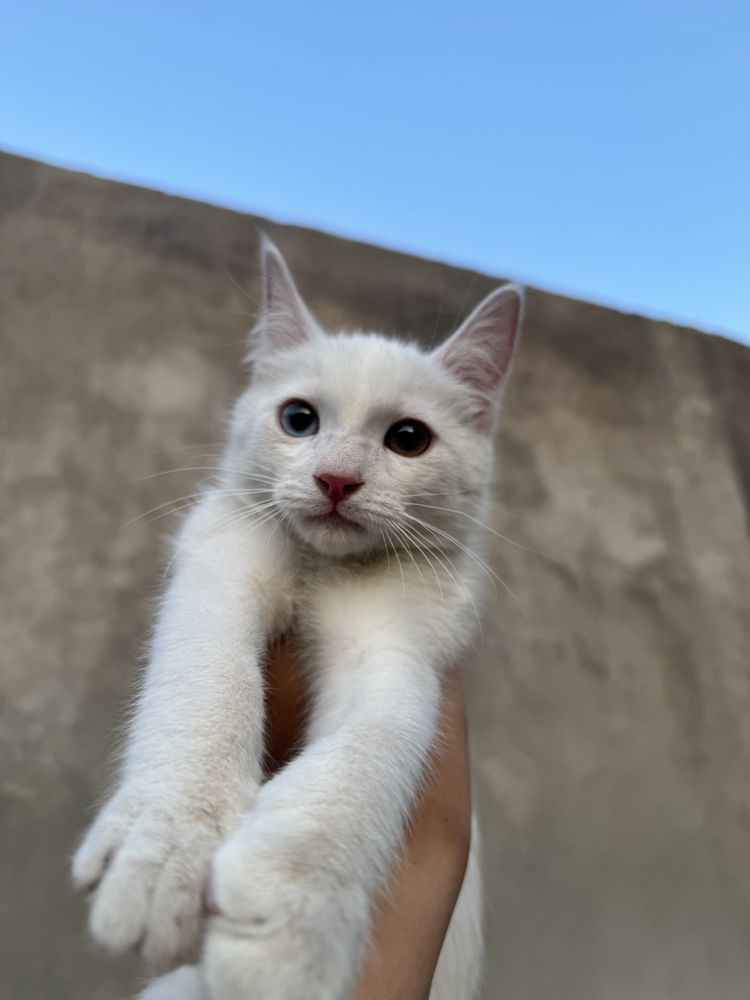 Котёнок 3-месяца
