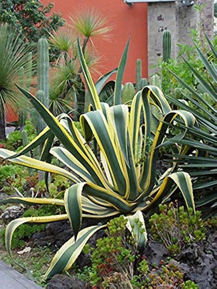 Растение Агаве ( Agave Americana )