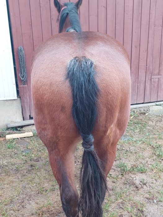 Vând Mânză de 3 Ani ..