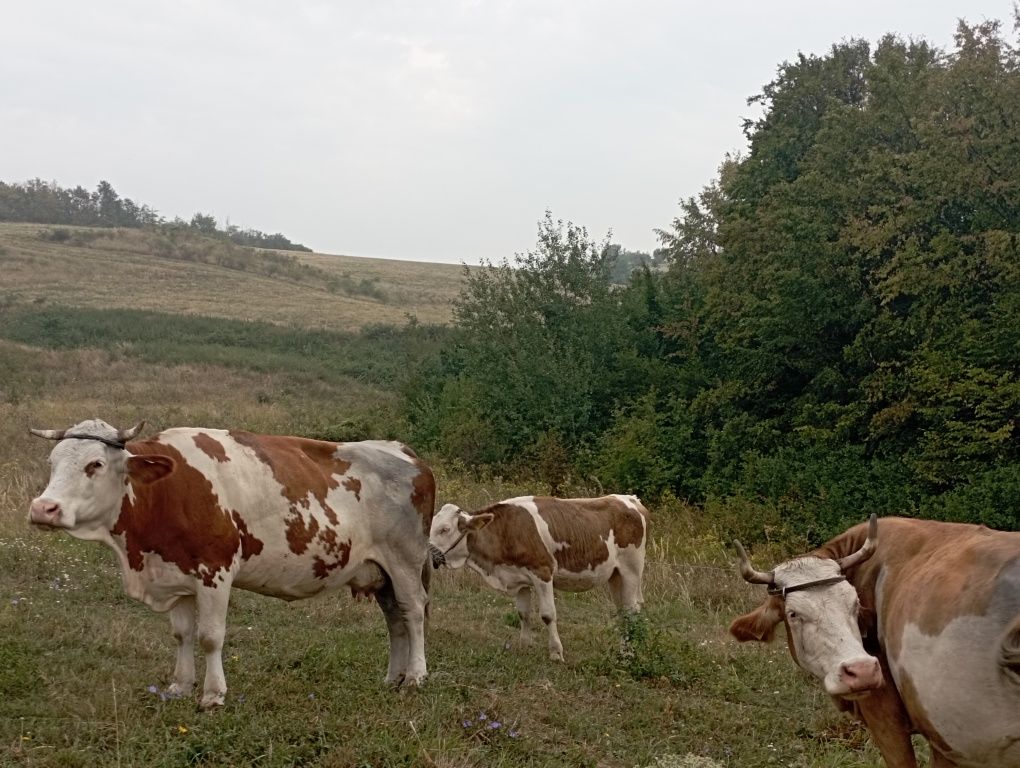 Vaci de vanzare bălțată românească cu certificat de origine!