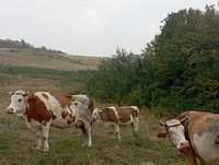 Vaci de vanzare bălțată românească cu certificat de origine!