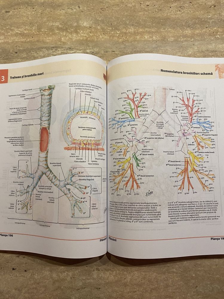 Atlas anatomie Netter