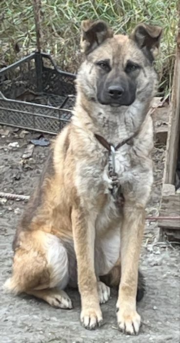 Donez cațeluși  dragalași .