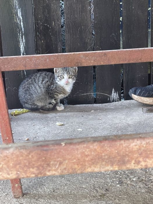 donez 5 pisoi de o luna