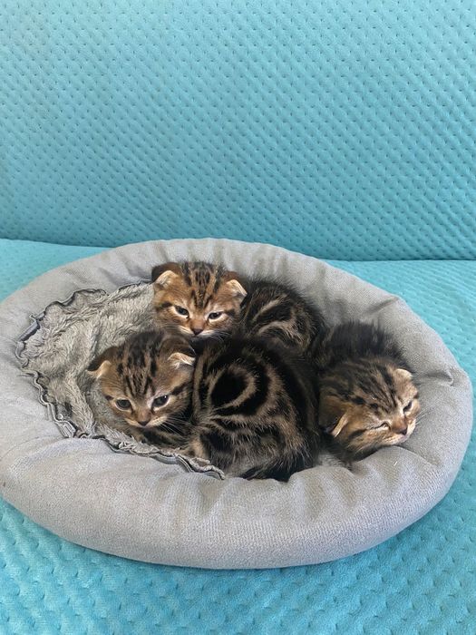 Домашние животные