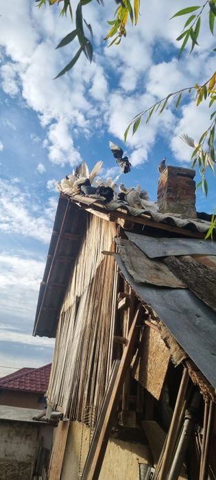 Vând porumbei rotati