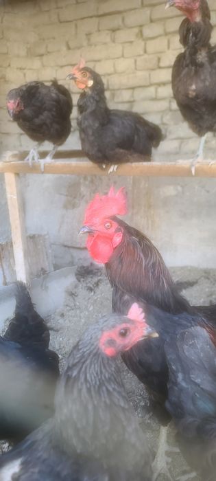 Tovuqlari sotiladi srochna