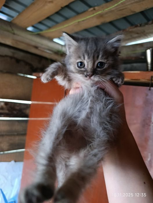 Отдам котят в заботливые руки