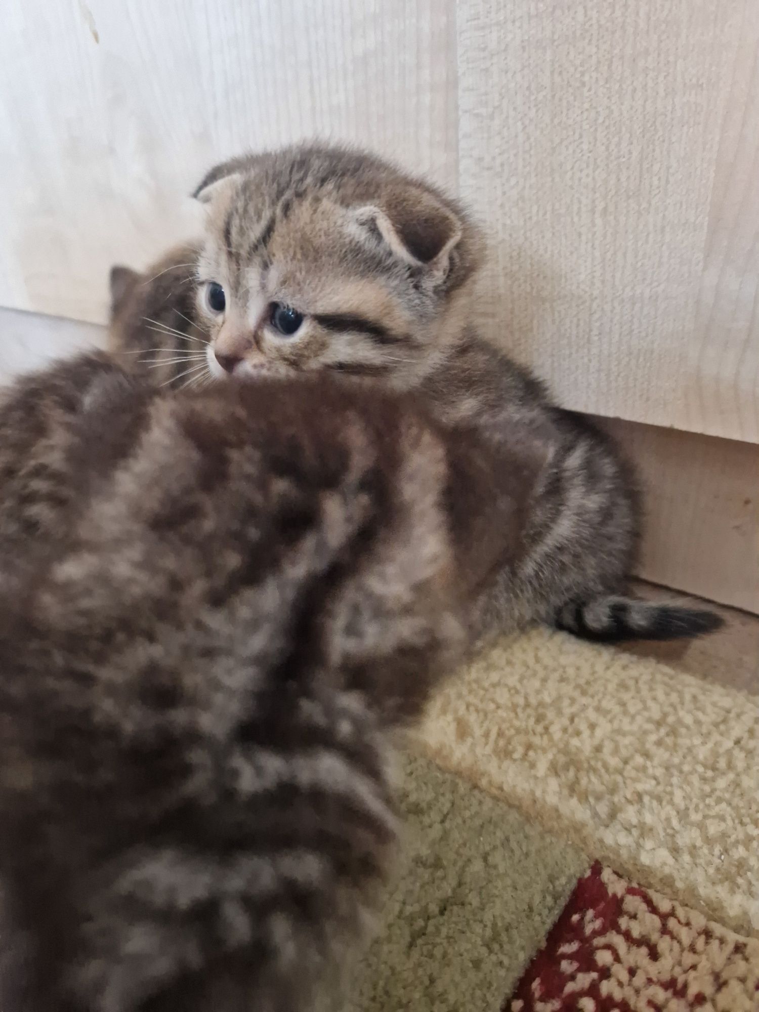 Котёнок 2 месяца