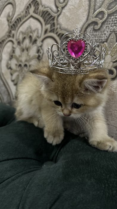 золотие шиншилла сотилади