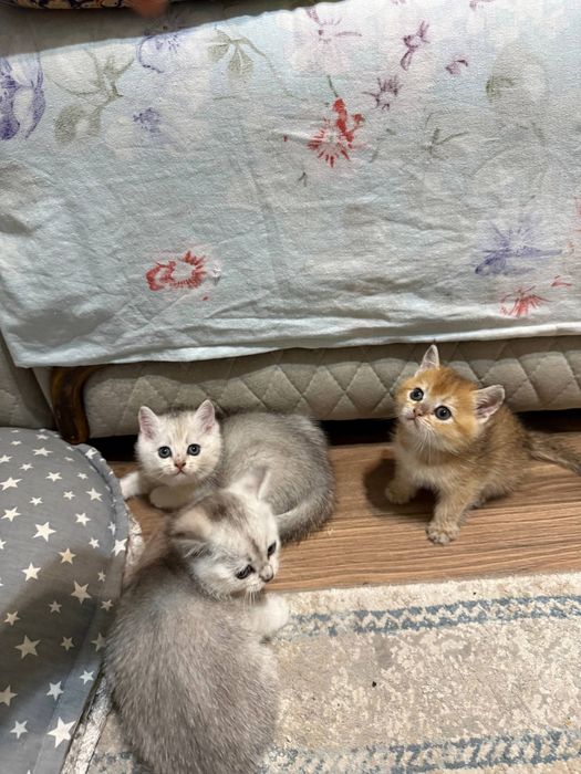 Котята. Британская шиншилла 4 шт