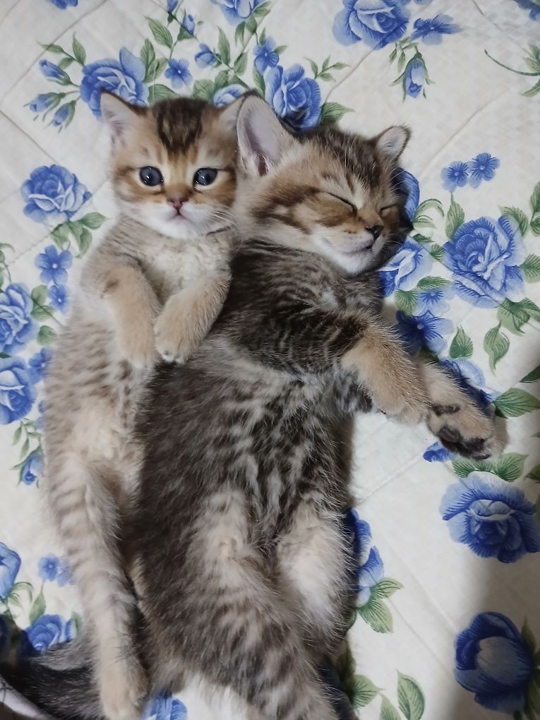 Продаю котят шиншил