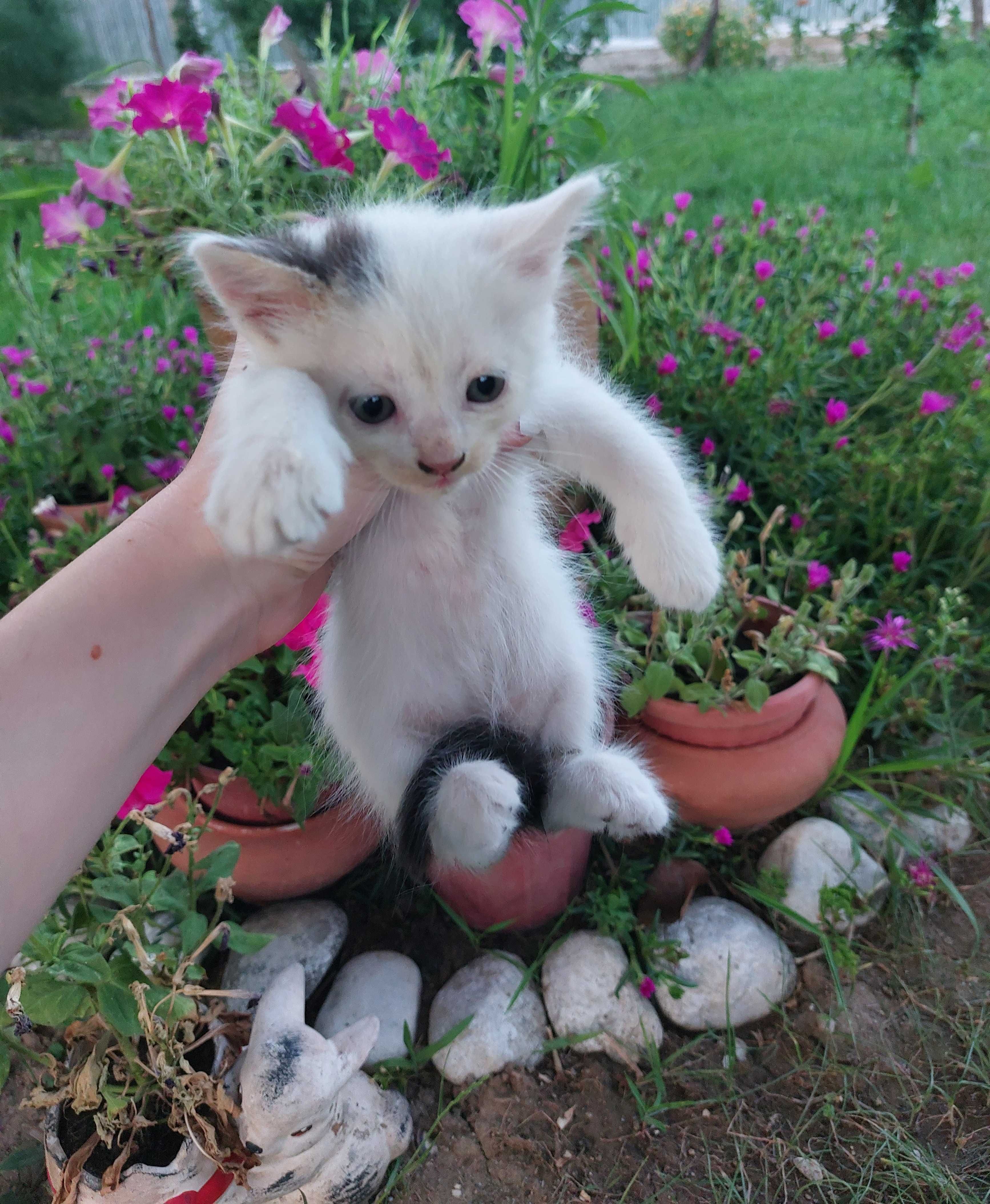 Подарявам мъжки котета на месец и половина
