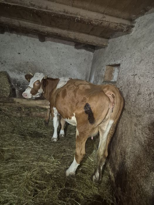 Vand vaca balțata romanesca