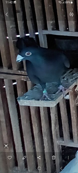 Vând porumbei sau schimb pe diverse păsări