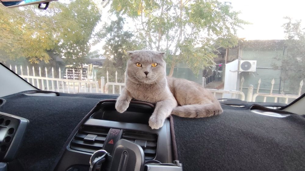 Skottish fold mushuk erkak