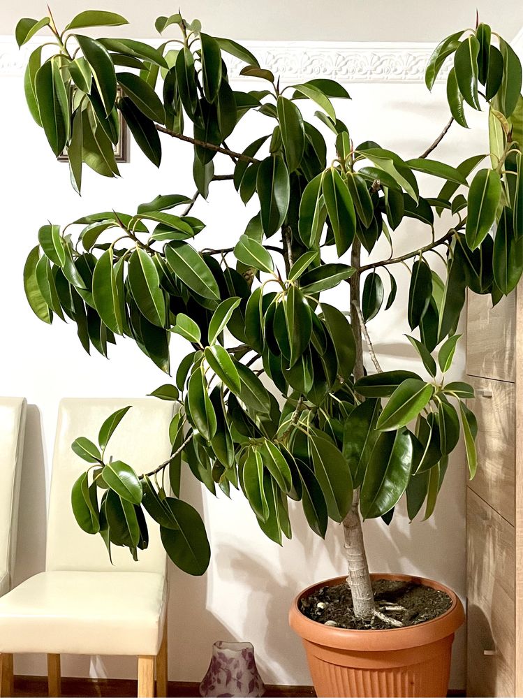 Ficus de inaltime 2,1 metri