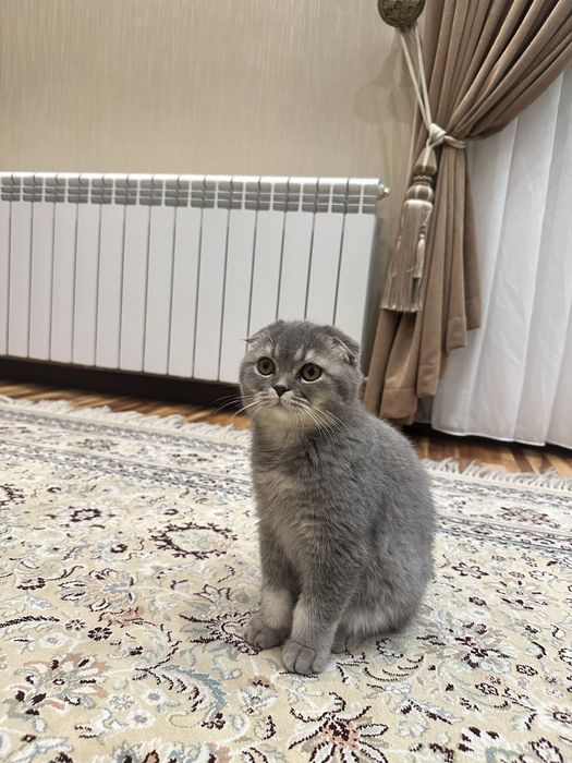 Scottish fold mushuk