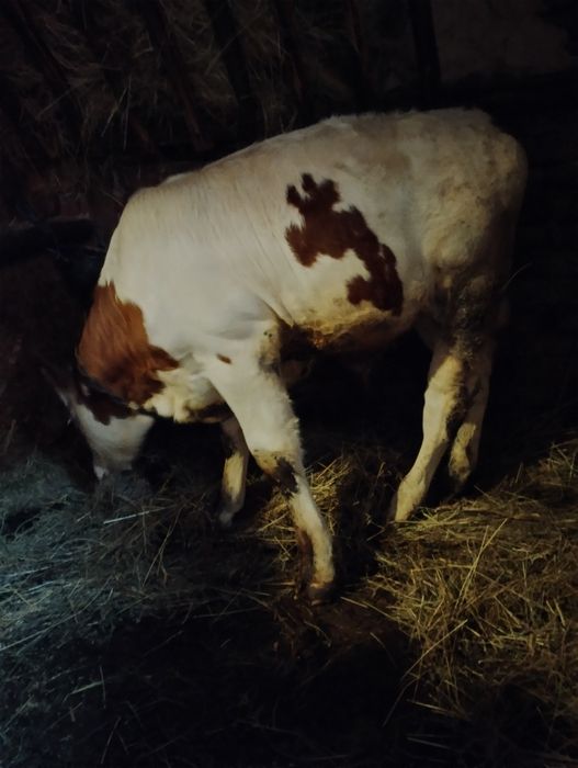 Vând tăuraș de 3 luni