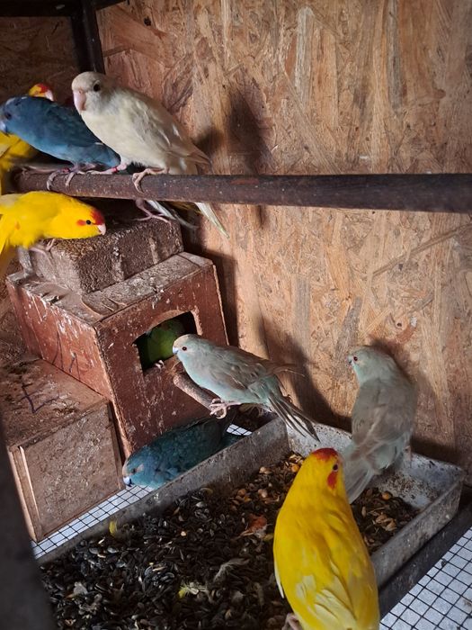 Papagali kakariki, perusi