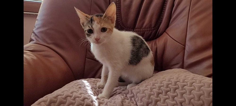 Adoptie pisicuta femela de 4 luni - vaccinata deparazitata