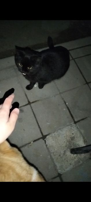 Котята в добрые руки!