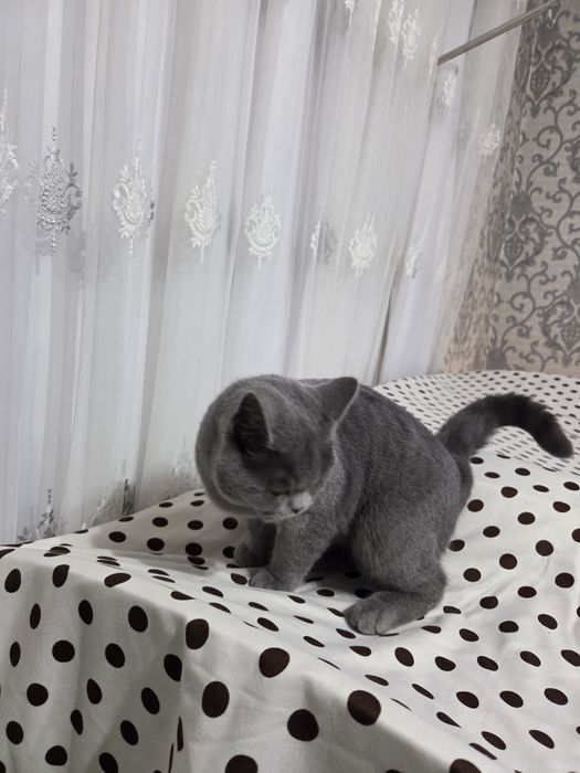 Скоттиш страйт сотилади