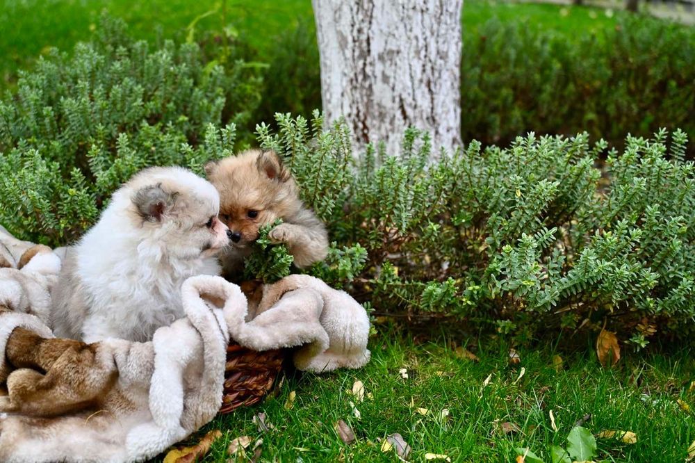 Померан Померани момчета