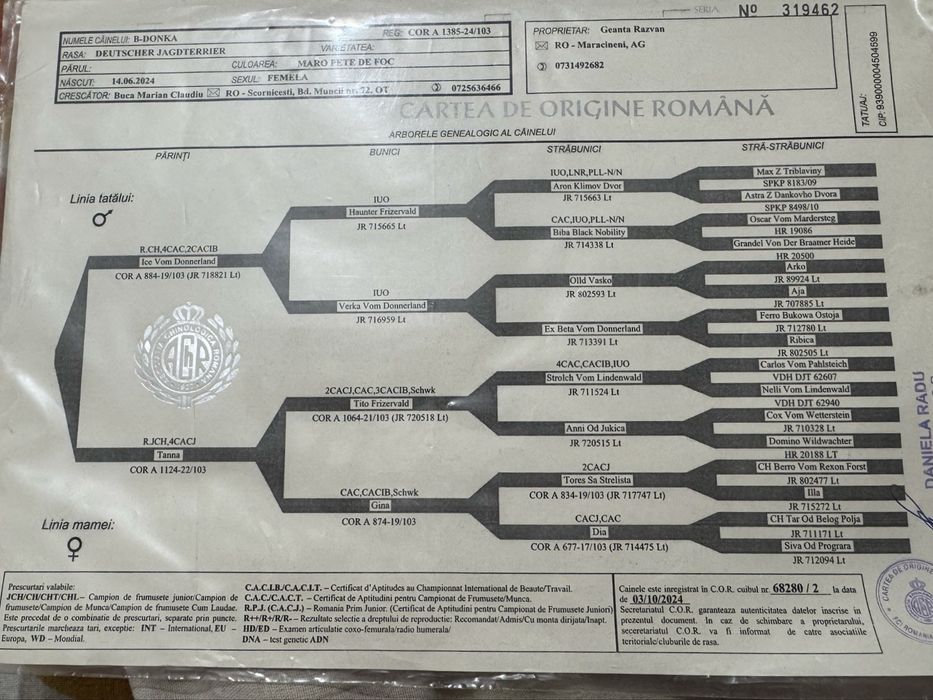 Puppy Jagdterrier / vanatoare