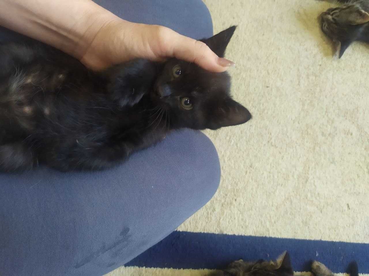 Отдадим котёнок даром в добрые руки