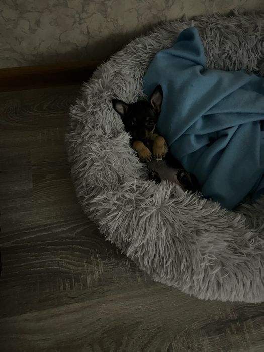 Продам щенка той-терьер