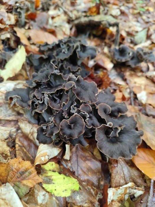 Ciuperci uscate " trâmbița piticului "