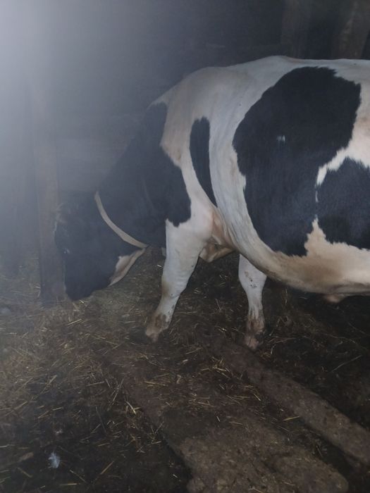 Продам быков !!!