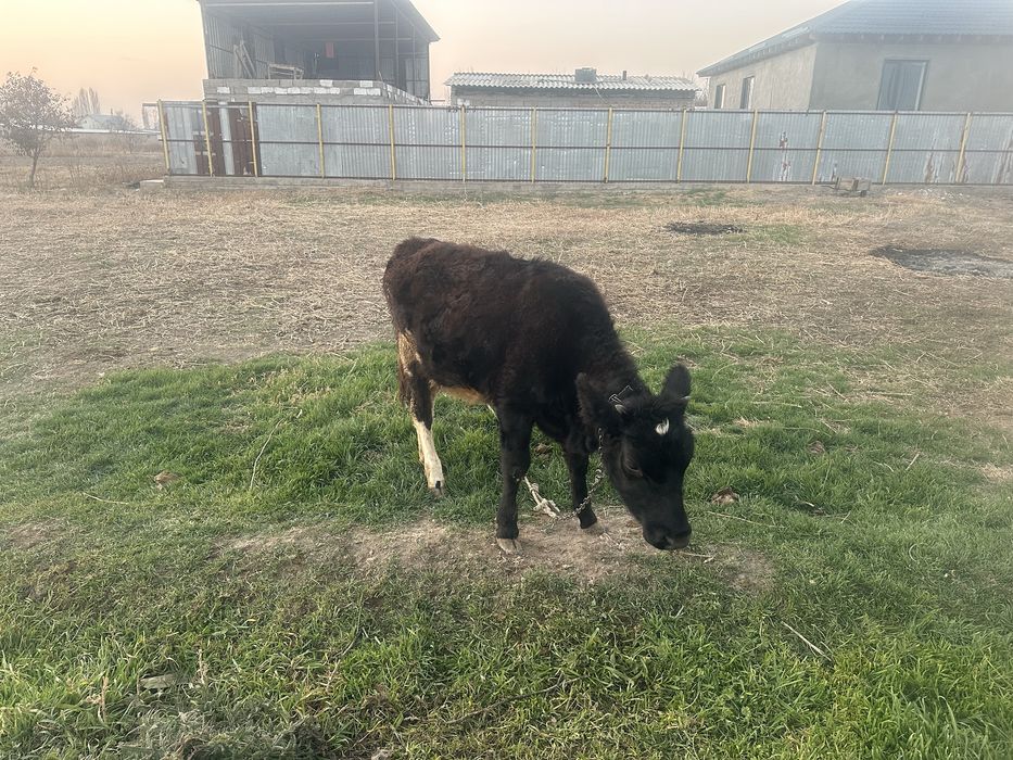 Телочка и теленок .