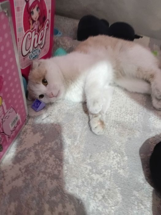 Britaniski mushuk bn chachishtirilgan