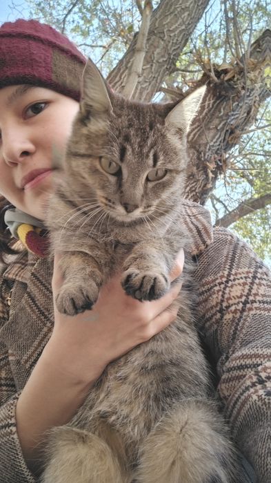 Кошка и деньги на стерилизацию