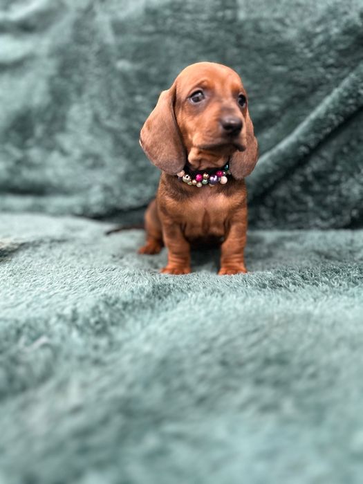 Femela teckel cu Pedigree FCI