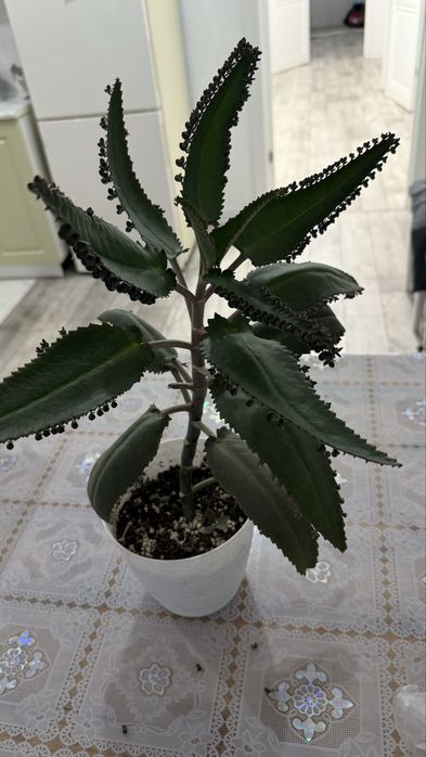 Каланхоэ лечебный