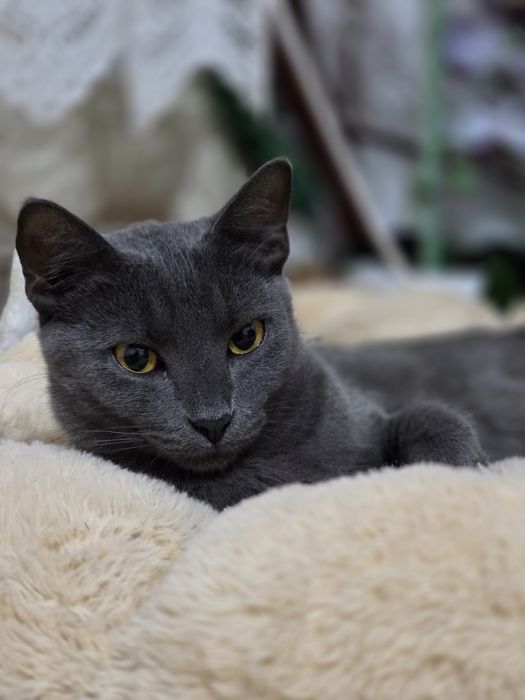 Căutăm un cămin iubitor pentru adorabila pisicuța.