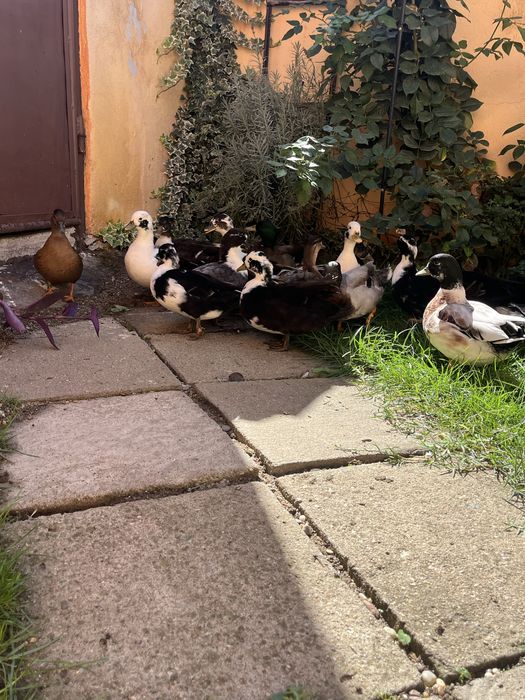 Vand Rațe Pitice Olandeze