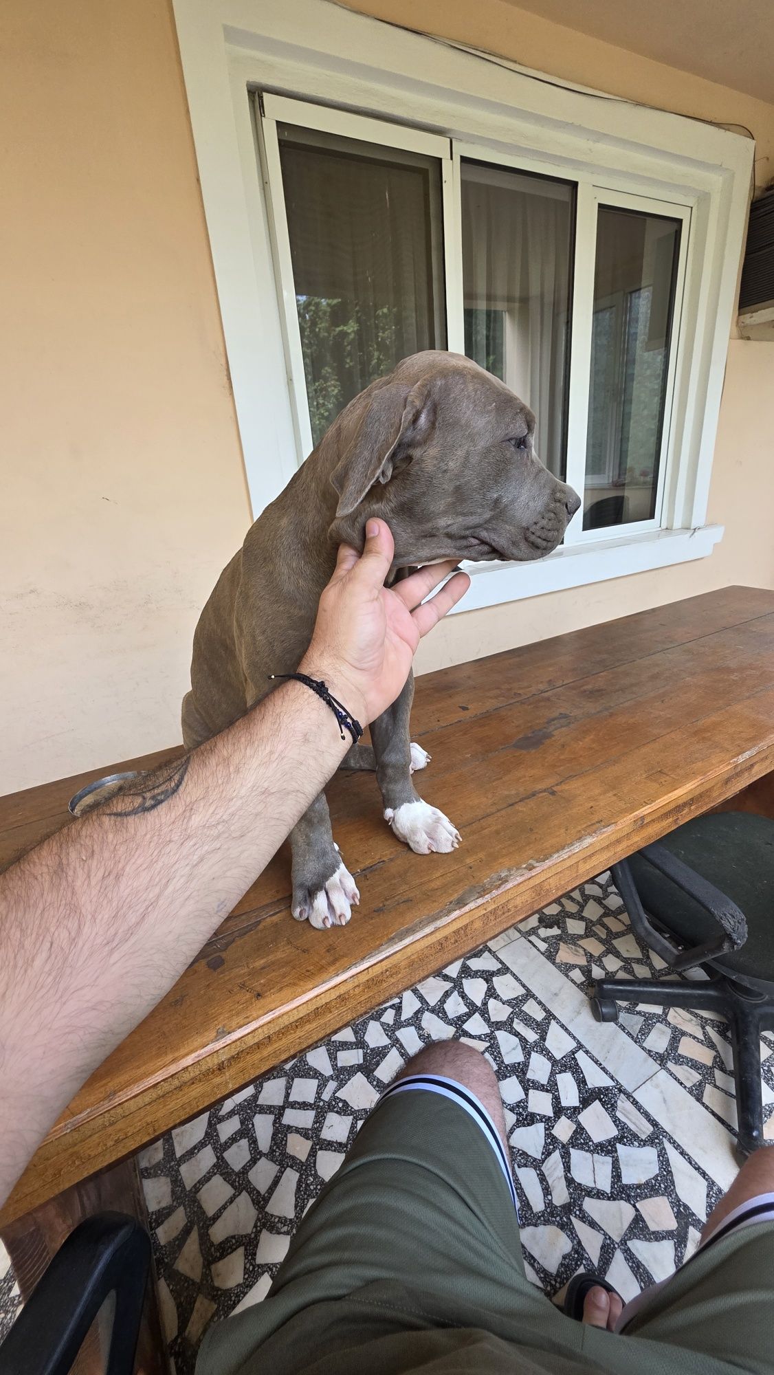 Cățelușă American Bully XL Blue tigrat (brindle blue)