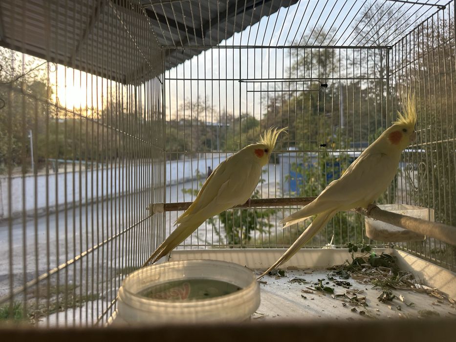 To’tiqush karella juft 2 ta sotiladi qafasi bilan 550000 kelishamiz