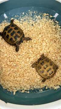 TOSHBAQA lar черепахи