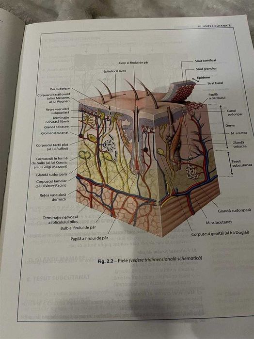 Bazele Anatomiei, Pierre Kamina