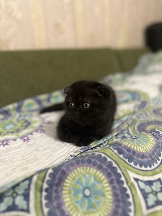 Продам элитного котенка