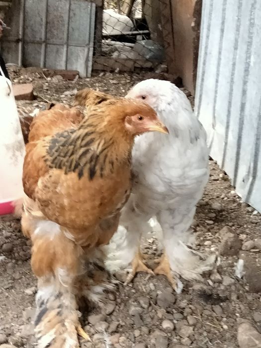 Vând cocoș tânăr Brahma 80 Ron