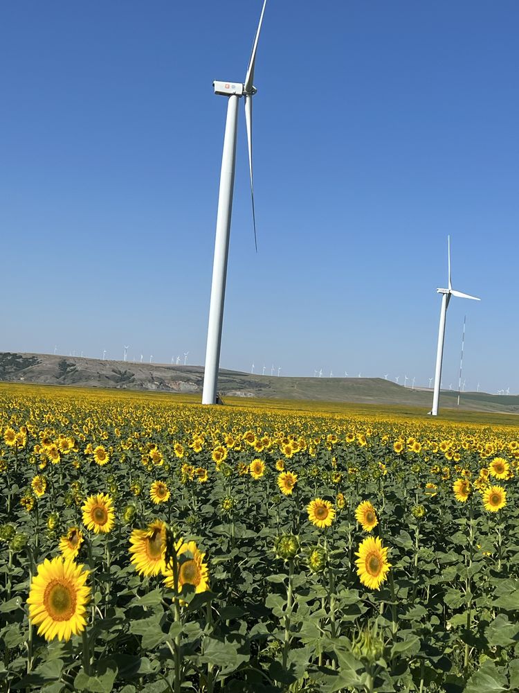 Miere de albine 100%naturala