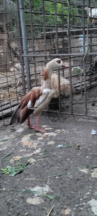 Gaste de nil, mascul gasca de nil