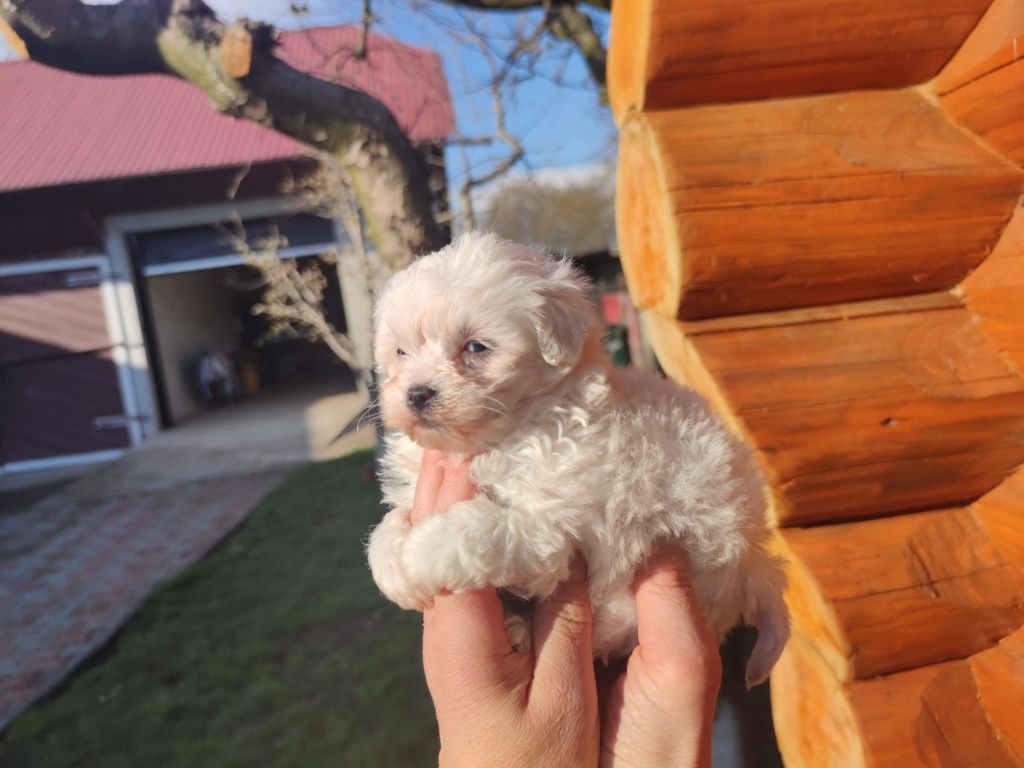 Bichon maltez super mini