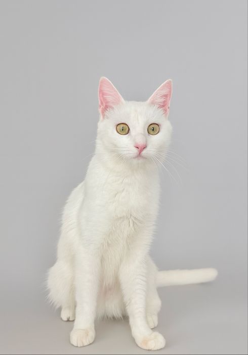 Кошечка Айси ищет семью. Игруля